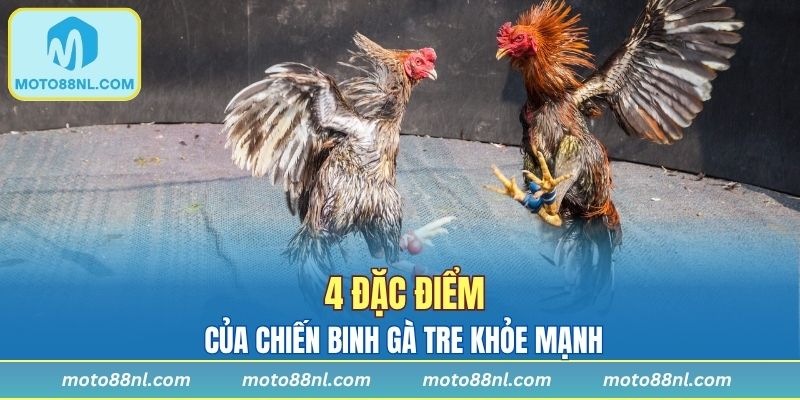 4 đặc điểm chiến binh gà tre khỏe mạnh