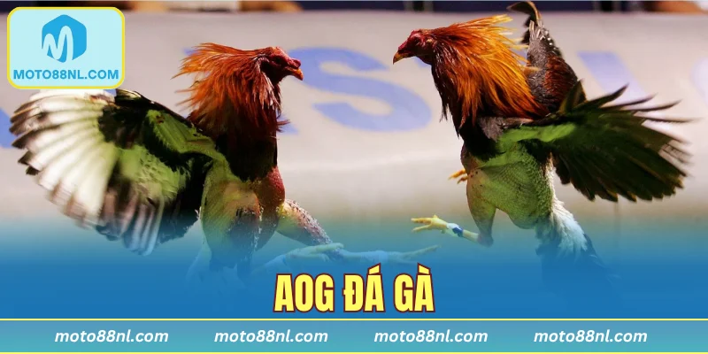 AOG Đá Gà - Sảnh Game Đầy Kịch Tính Của Hệ Thống Moto88