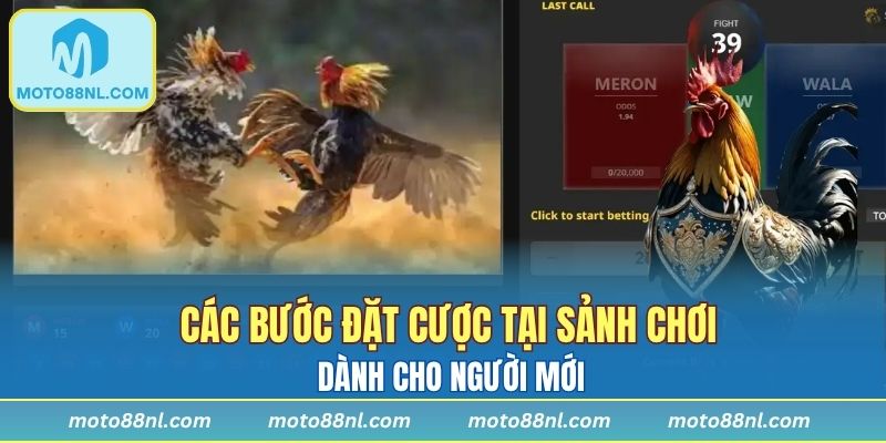 Các bước đặt cược tại sảnh chơi dành cho người mới
