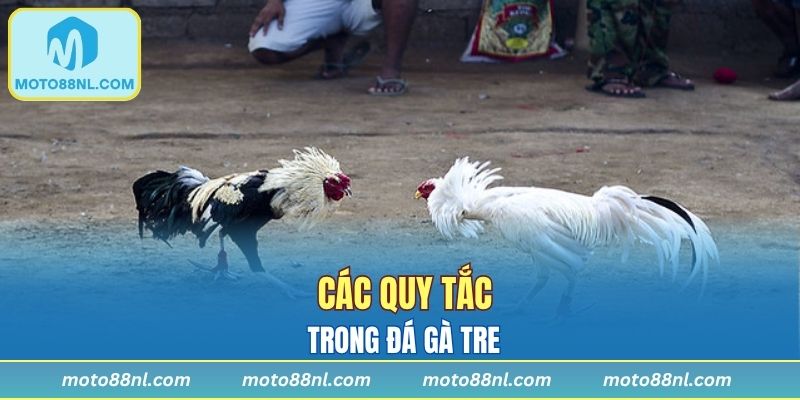 Các quy tắc trong đá gà tre