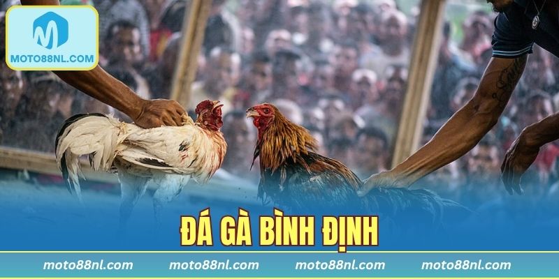 Đá Gà Bình Định - Biểu Tượng Thể Thao Của Miền Trung