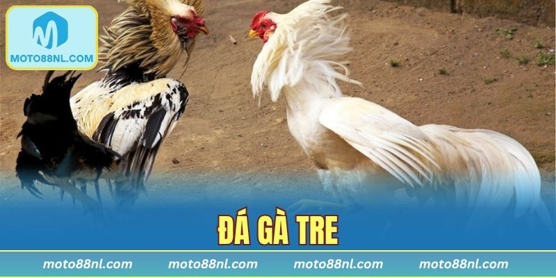 Đá Gà Tre – Tinh Hoa Đầy Kịch Tính Của Giới Mê Gà Chiến