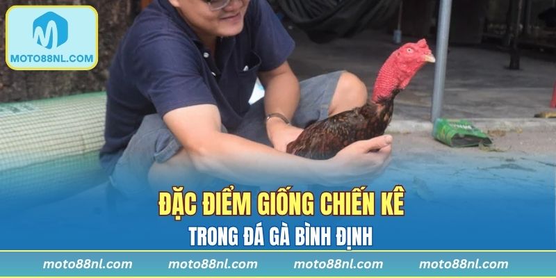 Đặc điểm giống chiến kê trong đá gà Bình Định