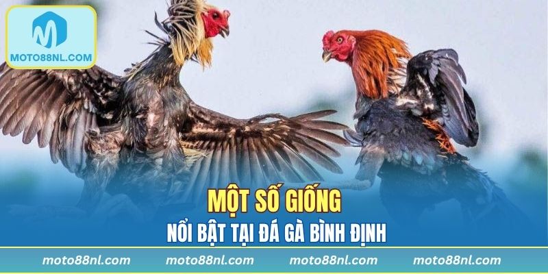 Một số giống nổi bật tại đá gà Bình Định