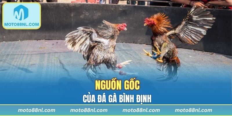 Nguồn gốc của đá gà Bình Định
