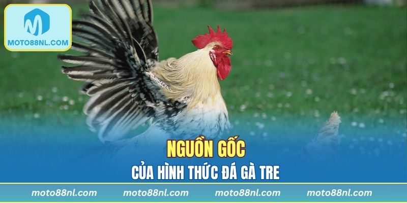 Nguồn gốc của hình thức đá gà tre