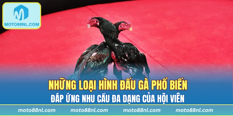 Những loại hình đấu gà phổ biến đáp ứng nhu cầu đa dạng của hội viên