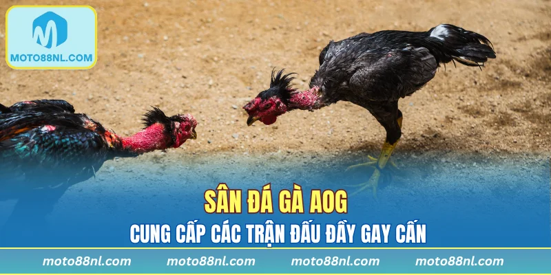 Sân đá gà AOG cung cấp các trận đấu đầy gay cấn