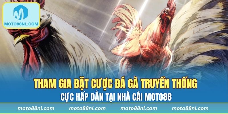 Tham gia đặt cược đá gà truyền thống cực hấp dẫn