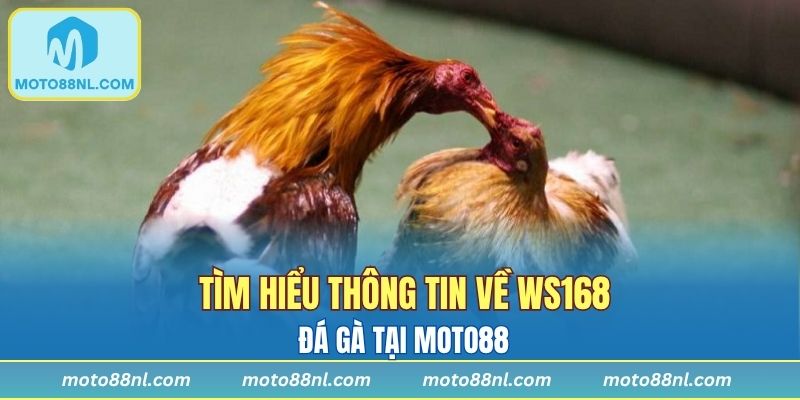 Thông tin chi tiết về WS168 đá gà