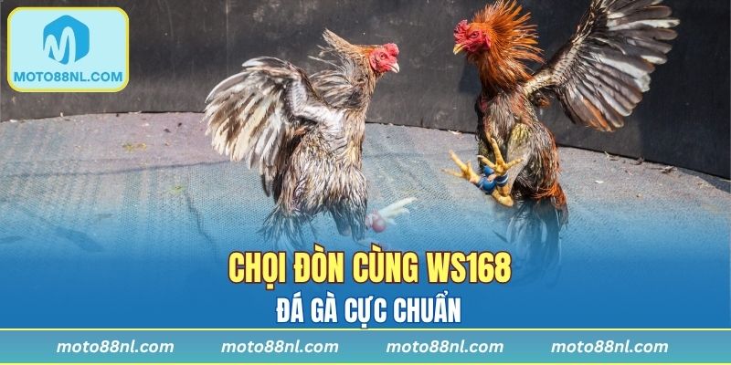 Trải nghiệm chọi gà đòn hấp dẫn bao mê