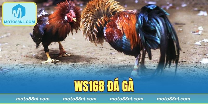 WS168 Đá Gà - Trải Nghiệm Sảnh Cược Chọi Kê Đẳng Cấp Nhất