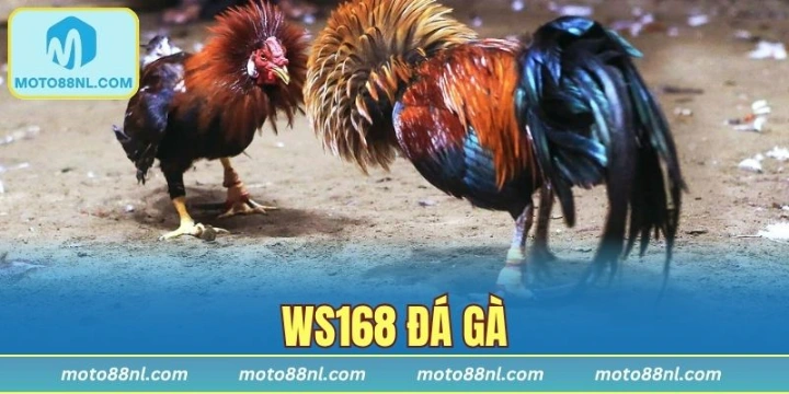 WS168 Đá Gà - Trải Nghiệm Sảnh Cược Chọi Kê Đẳng Cấp Nhất