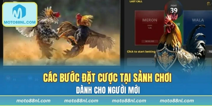 Các bước đặt cược tại sảnh chơi dành cho người mới