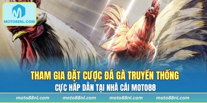 Tham gia đặt cược đá gà truyền thống cực hấp dẫn